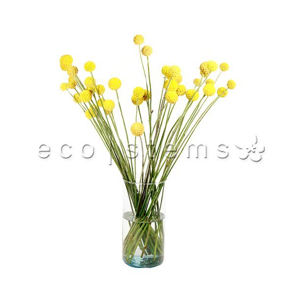 Globe Craspedia Fresh Flowers Arrangement Toronto Ontario Delivery