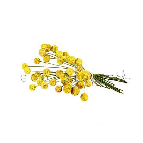 Globe Craspedia Fresh Flowers -Bouquets & Vase Arrangements