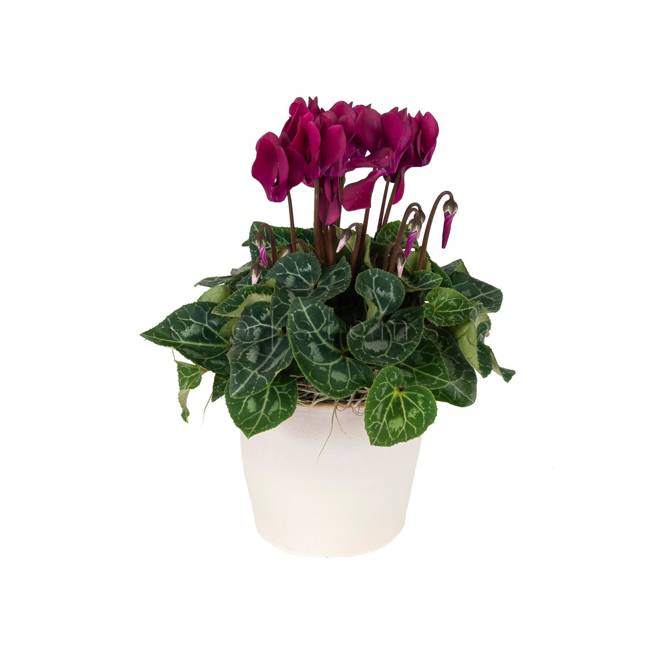 Cyclamen Potted Indoor Houseplant Toronto Ontario Delivery