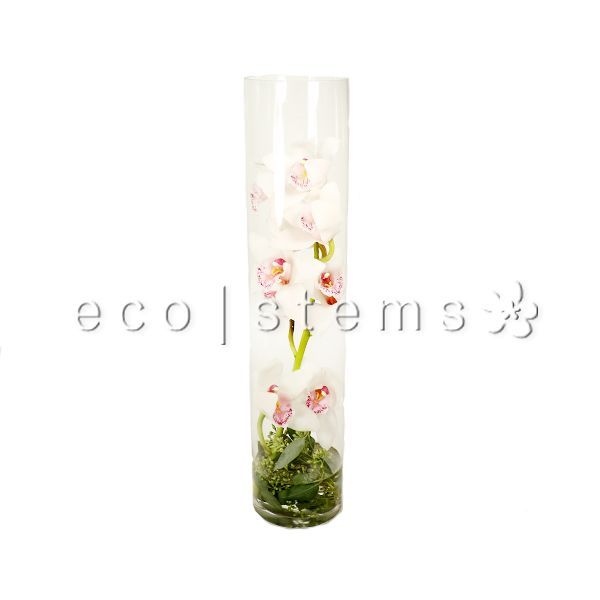 Cymbidium Cylinder Floral Art Toronto Ontario Delivery