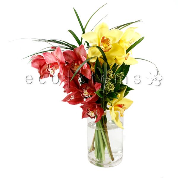 Cymbidium Orchid Fresh Flowers Arrangement Toronto Ontario Delivery