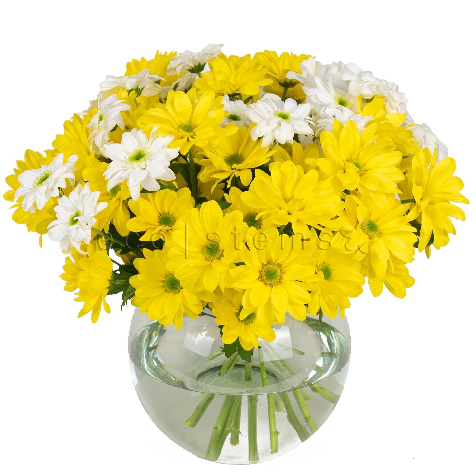 Daisy Chrysanthemums Fresh Flowers Arrangement Toronto