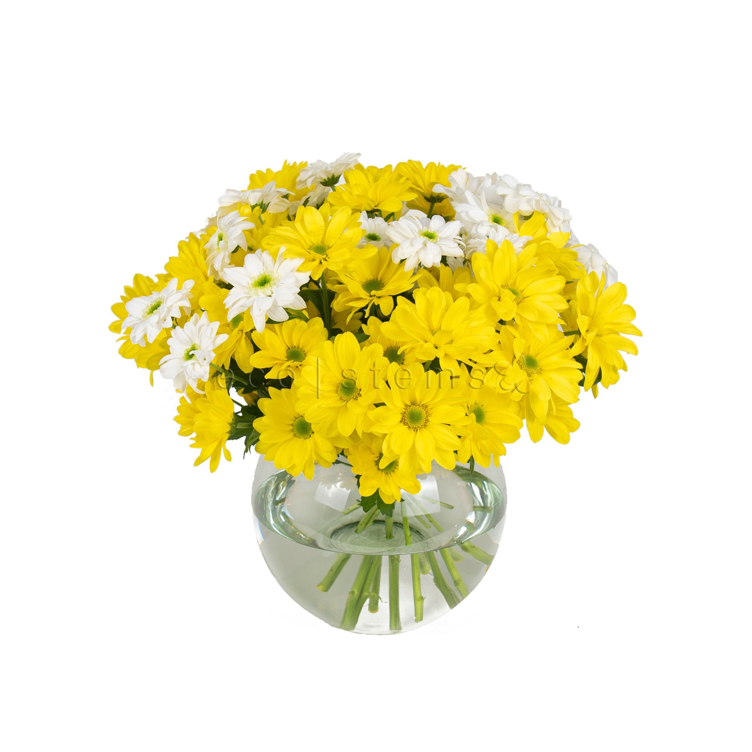 Daisy Chrysanthemums Fresh Flowers Arrangement Toronto Ontario Delivery