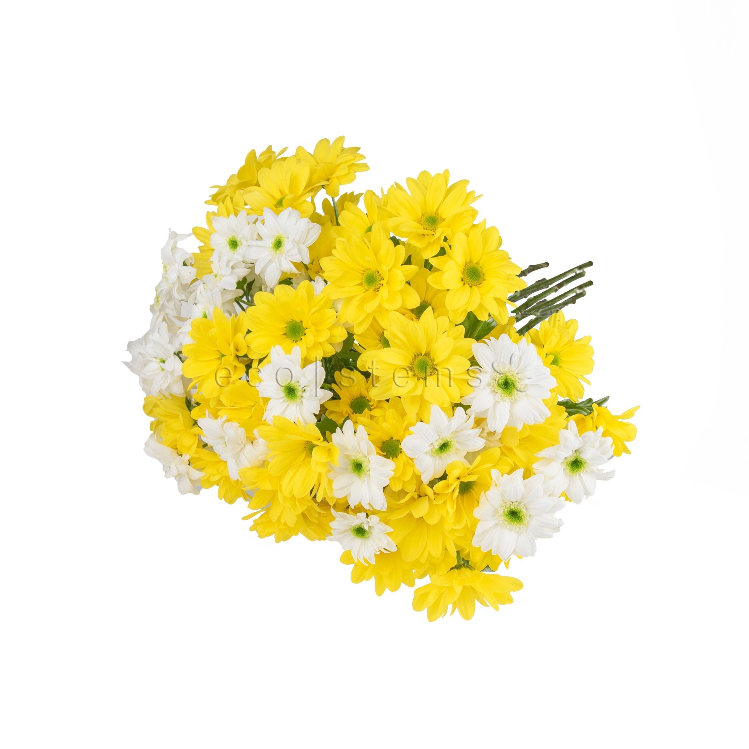 Daisy Chrysanthemums Fresh Flowers -Bouquets & Vase Arrangements