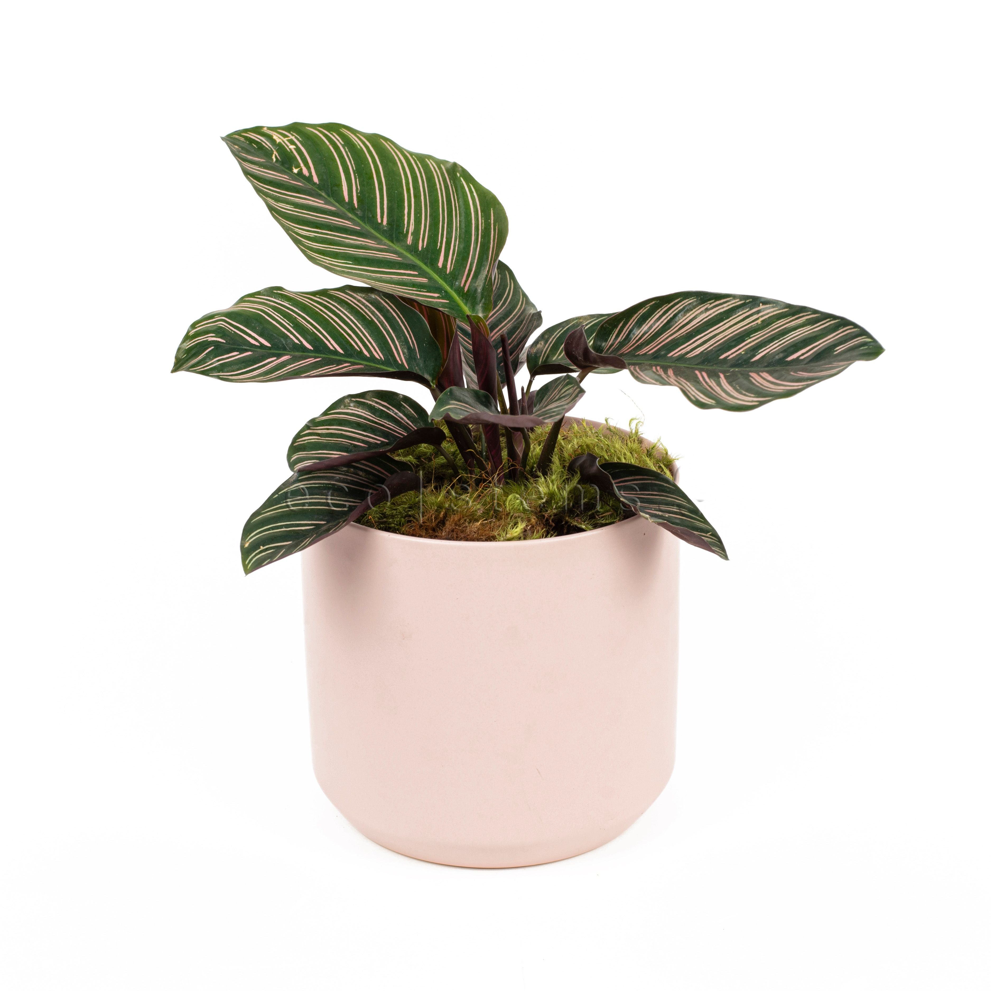Pink Pinstripe Prayer Potted Indoor Houseplant Toronto Ontario Delivery