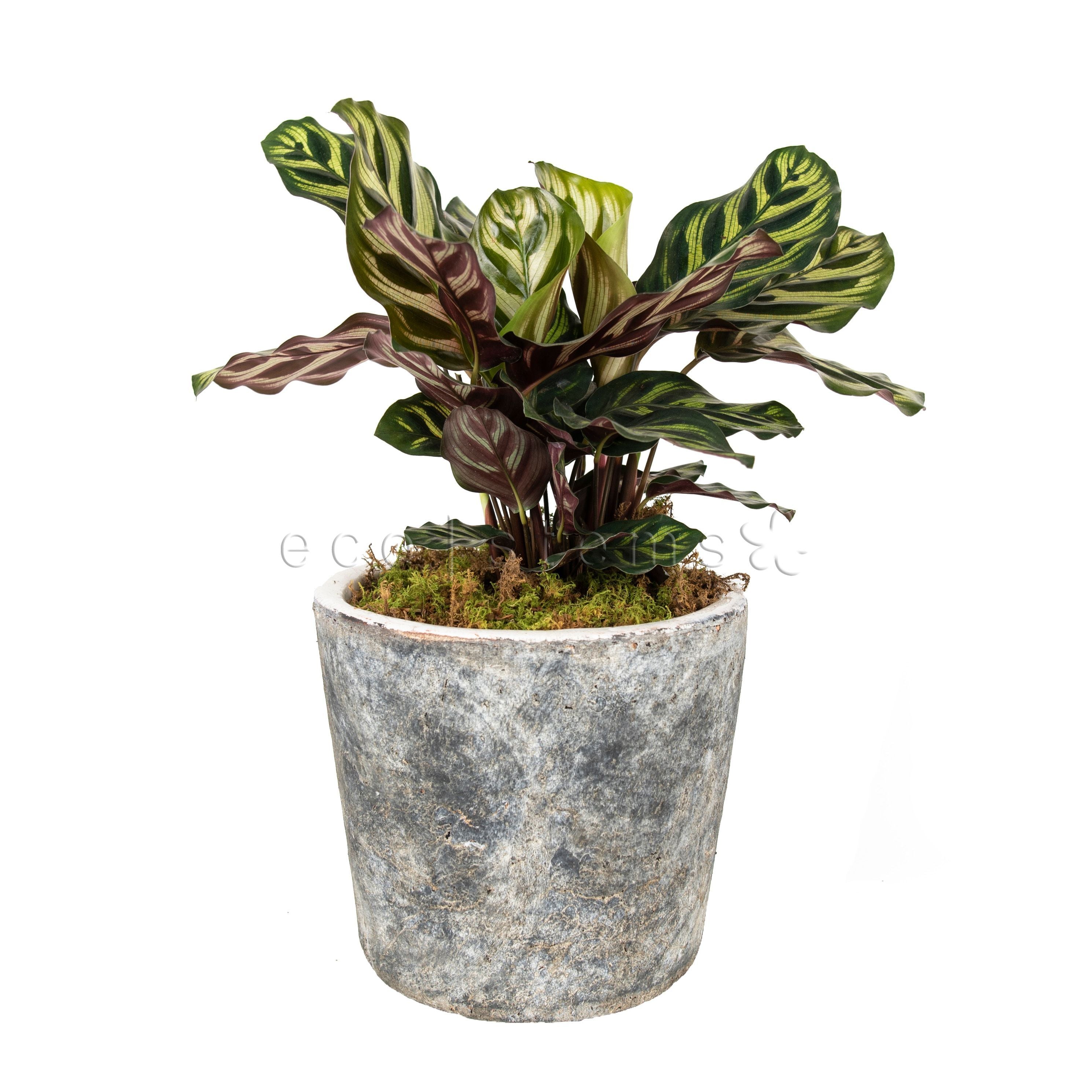 Cathedral Windows Prayer Potted Indoor Houseplant Toronto Ontario Delivery