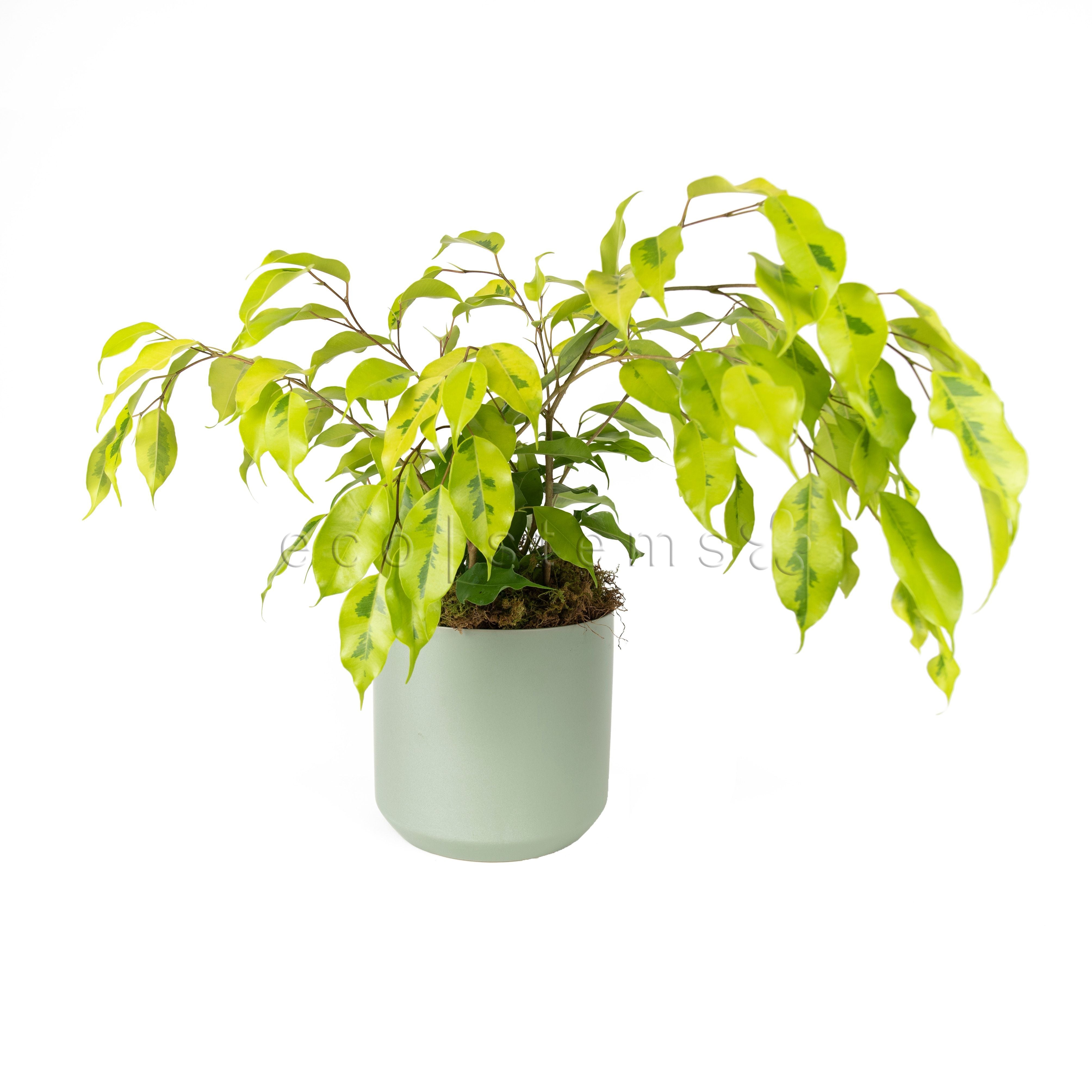 Weeping Fig Potted Indoor Plant Toronto Ontario Delivery