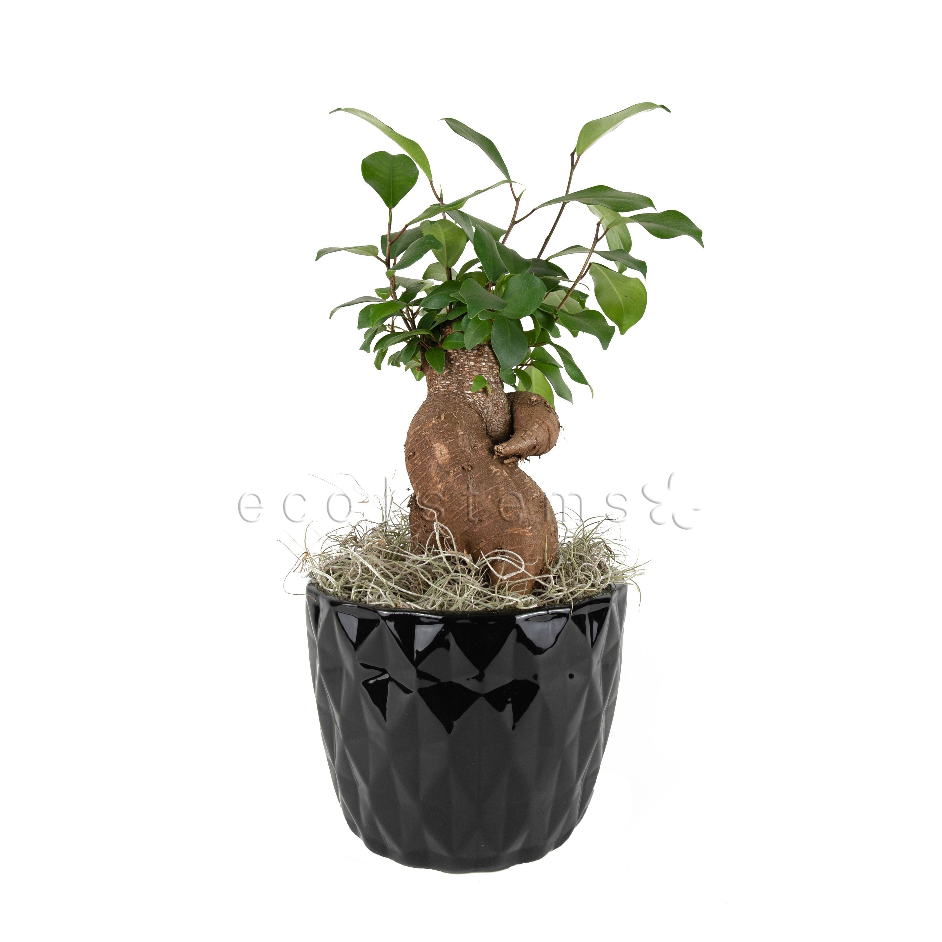 Bonsai Ginseng Ficus Potted Indoor Plant Toronto Ontario Delivery