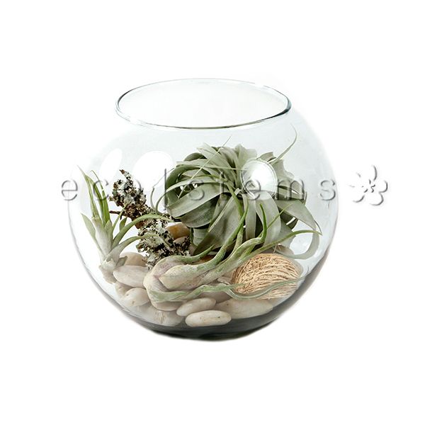 Fishbowl Air Plant Terrarium Toronto Ontario Delivery