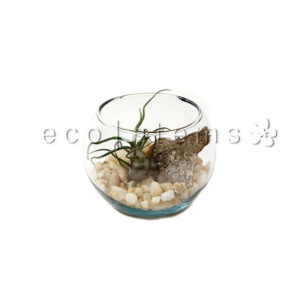 Fishbowl Air Plant Terrarium Toronto Ontario Delivery