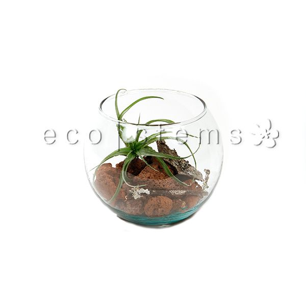 Fishbowl Air Plant Terrarium Toronto Ontario Delivery