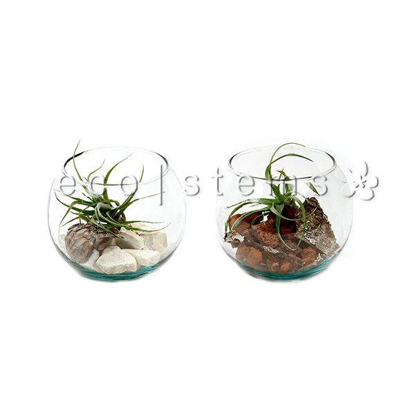 Fishbowl Air Plant Terrarium Toronto Ontario Delivery
