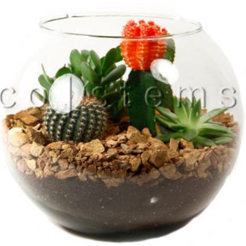 Fishbowl Desert Glass Terrarium Toronto