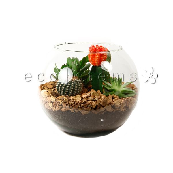 Fishbowl Desert Glass Terrarium Toronto Ontario Delivery