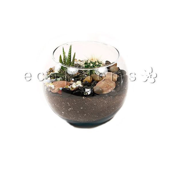 Fishbowl Desert Glass Terrarium Toronto Ontario Delivery