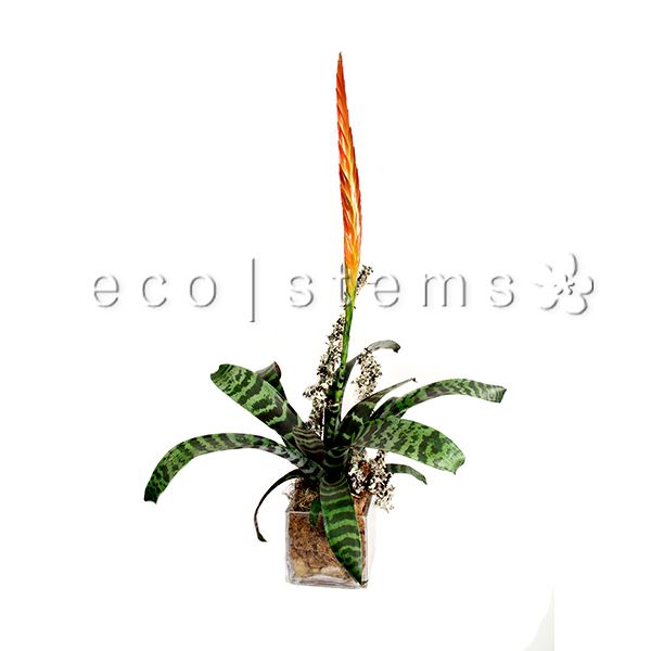 Flaming Sword Bromeliad Cube Potted Indoor Houseplant Toronto Ontario Delivery