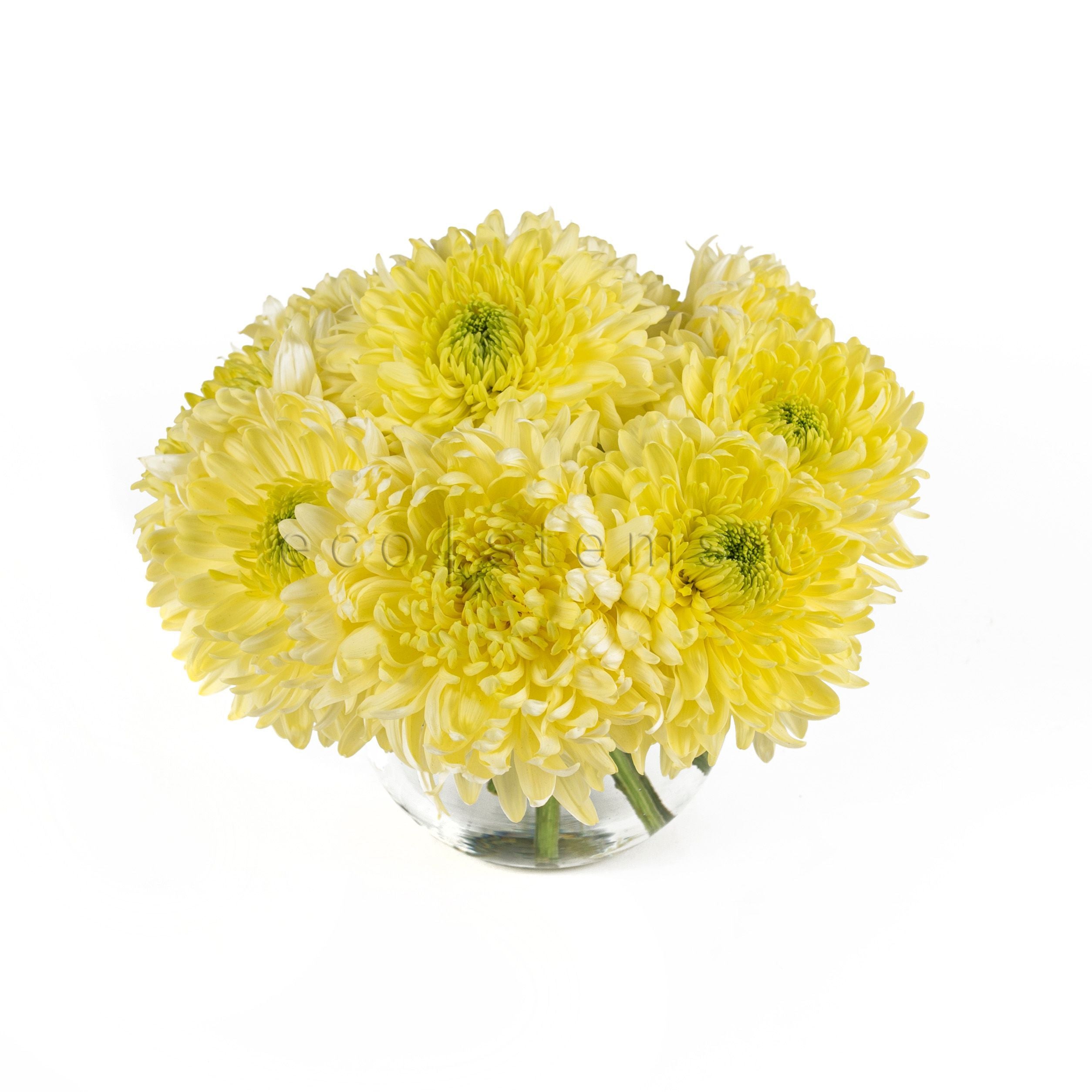 Magnum Chrysanthemum Fresh Flowers Arrangement Toronto Ontario Delivery