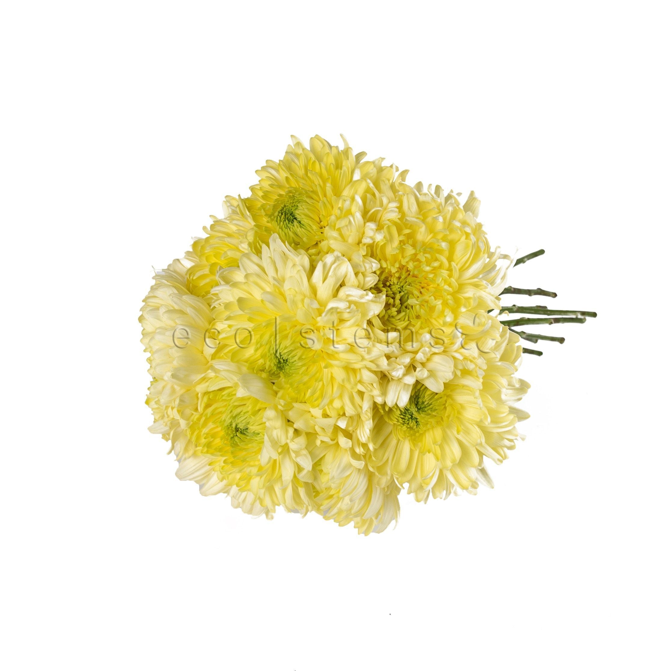 Magnum Chrysanthemum Fresh Flowers -Bouquets & Vase Arrangements