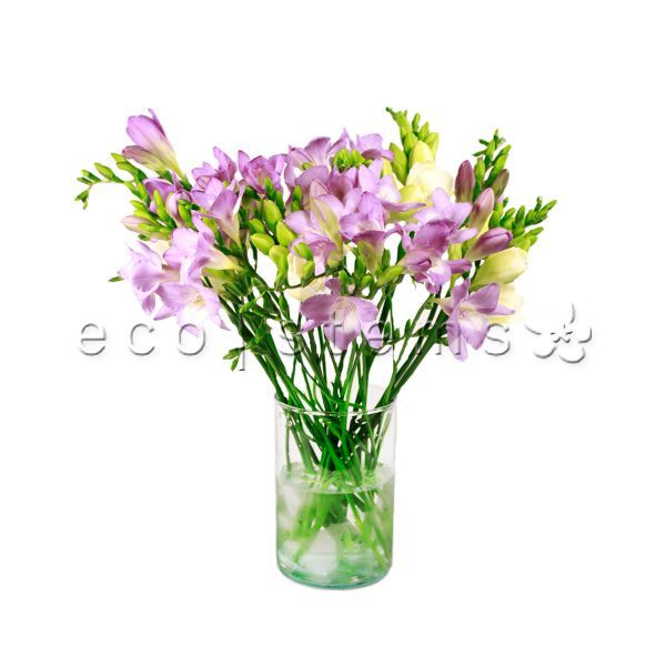 Freesia Fresh Flowers Arrangement Toronto Ontario Delivery