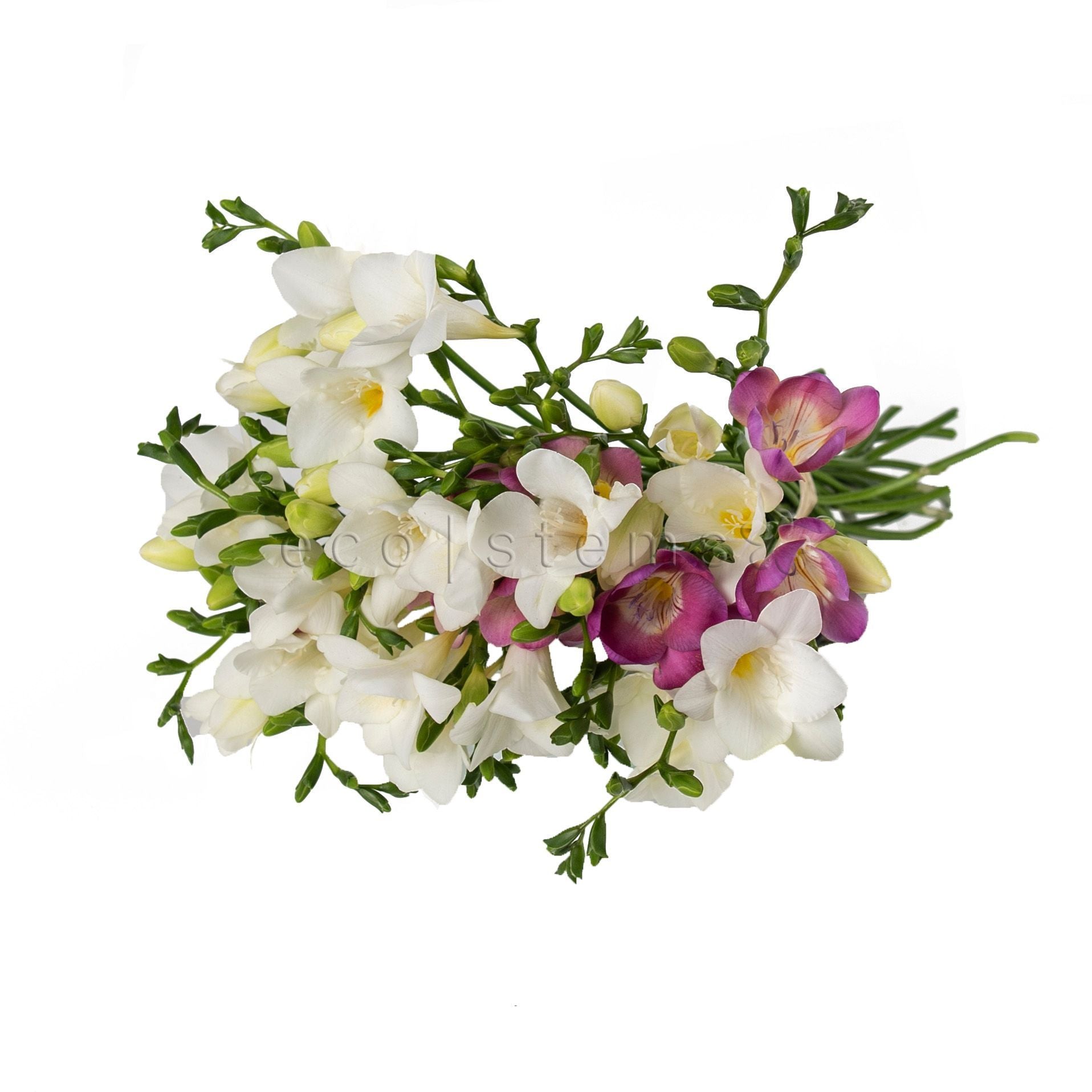 Freesia Fresh Flowers -Bouquets & Vase Arrangements