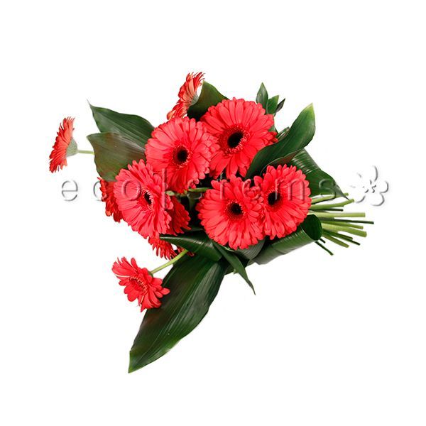 Gerbera Daisy Fresh Flowers -Bouquets & Vase Arrangements