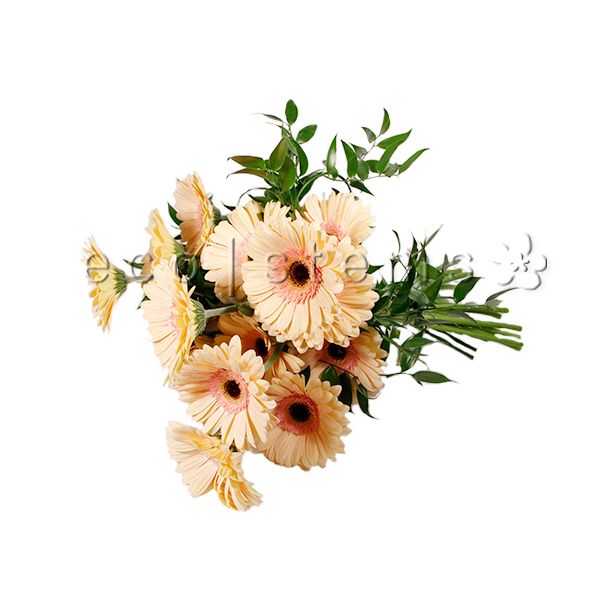 Gerbera Daisy Fresh Flowers -Bouquets & Vase Arrangements
