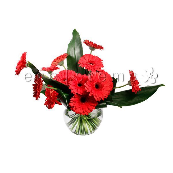 Gerbera Daisy Fresh Flowers Arrangement Toronto Ontario Delivery