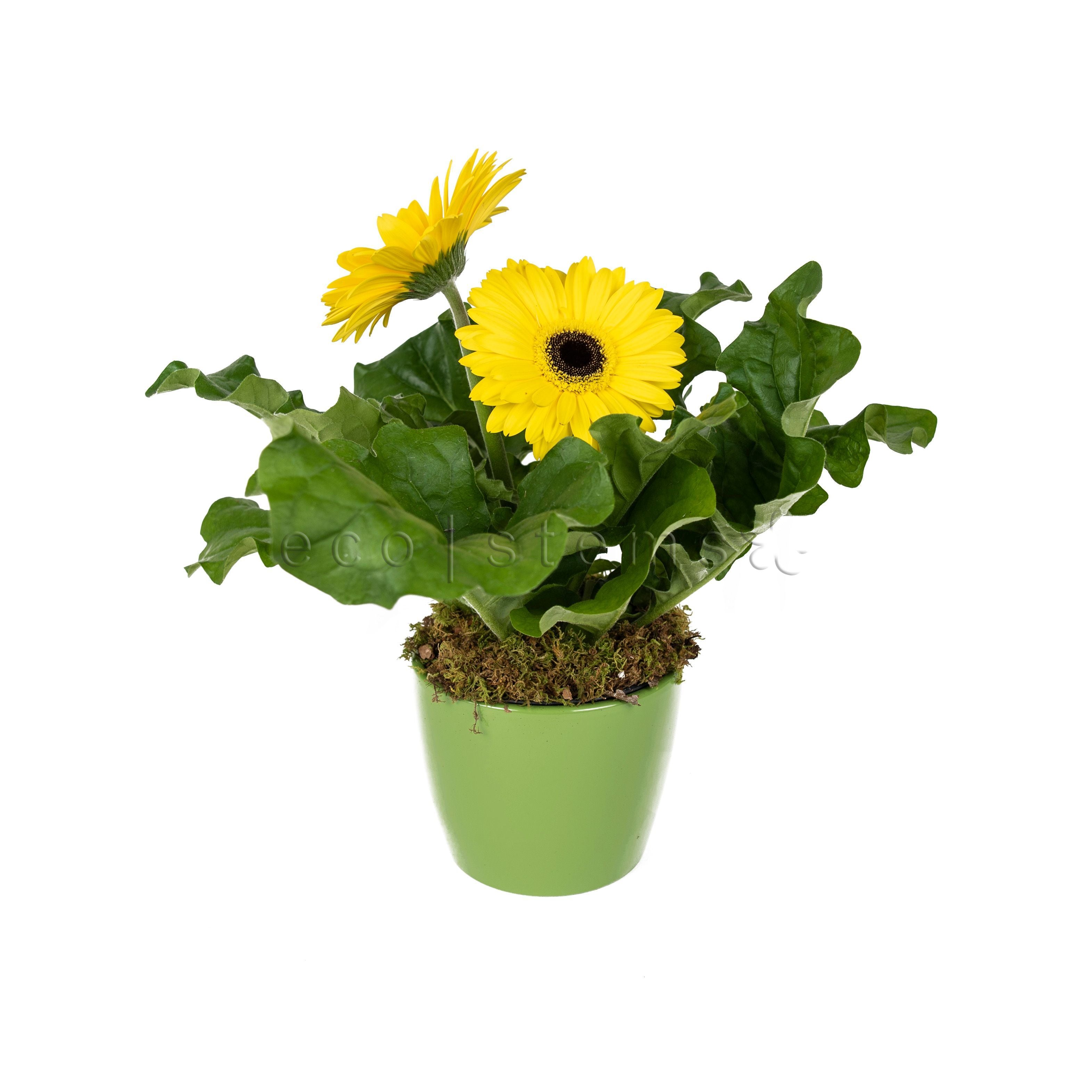 Gerbera Daisy Potted Indoor Houseplant Toronto Ontario Delivery