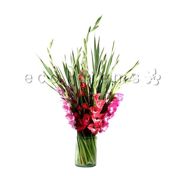 Gladiolus Fresh Flowers Arrangement Toronto Ontario Delivery