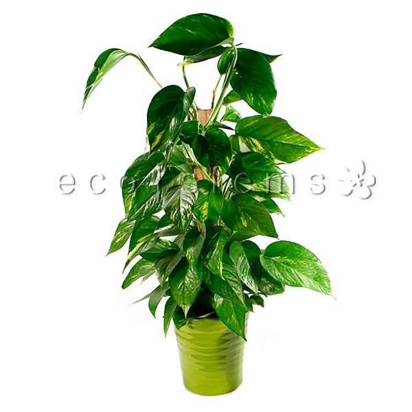 Pothos Totem Potted Indoor Houseplant Toronto Ontario Delivery