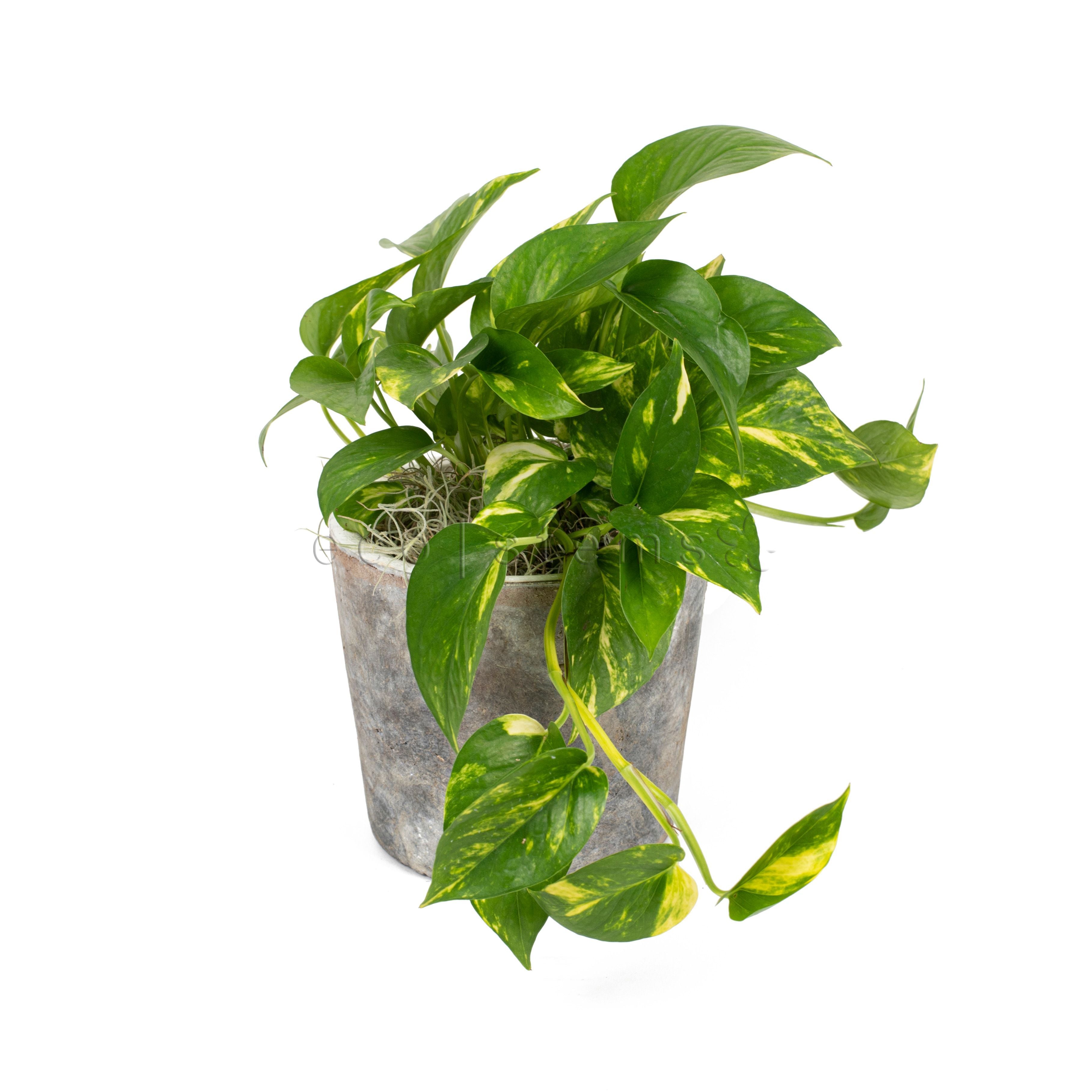 Golden Pothos Potted Indoor Plant Toronto Ontario Delivery