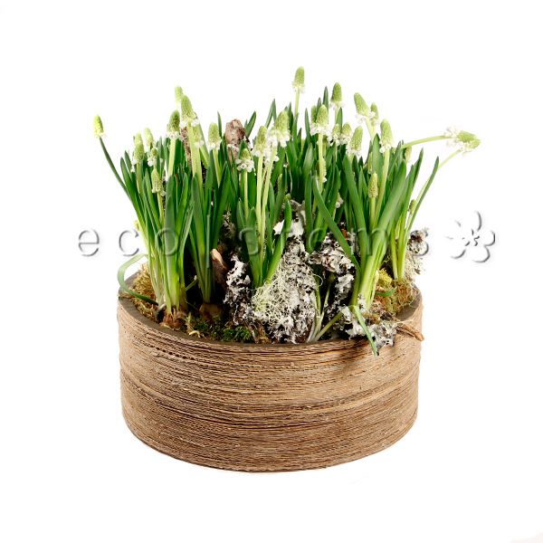 Mini Grape Hyacinth Garden Planter Toronto Ontario Delivery