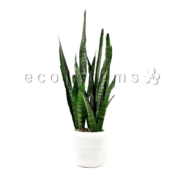 Green Snake Plant Potted Toronto Ontario Delivery