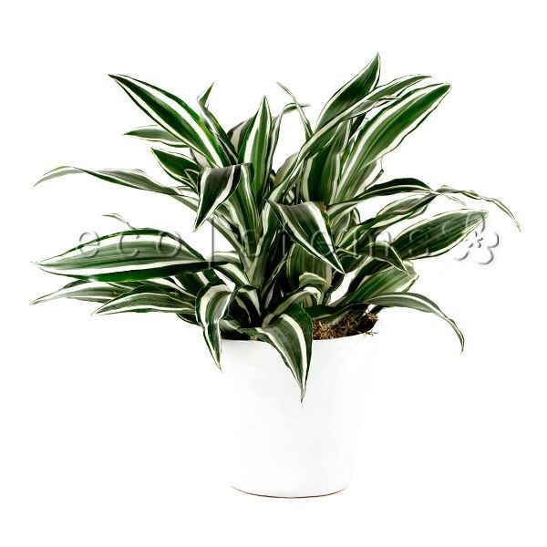 White Striped Dracaena Potted Indoor Plant Toronto Ontario Delivery
