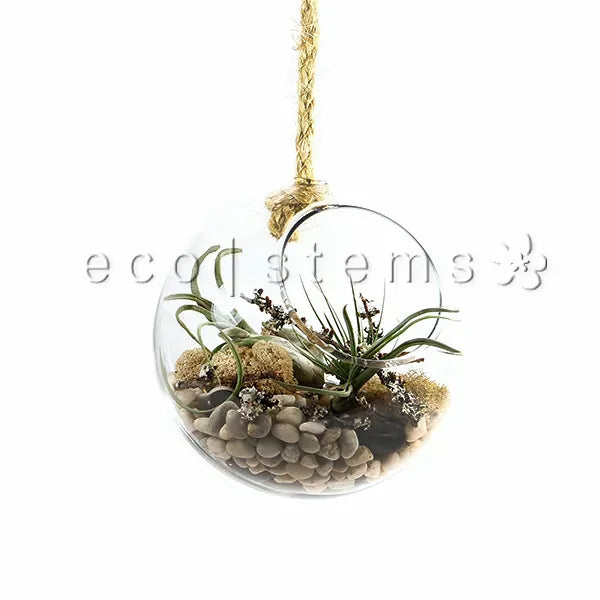 Hanging Globe Air Plant Terrarium Toronto Ontario Delivery