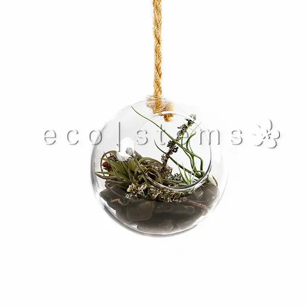 Hanging Globe Air Plant Terrarium Toronto Ontario Delivery
