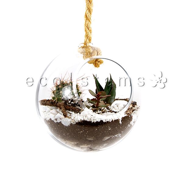Hanging Globe Desert Glass Terrarium Toronto Ontario Delivery