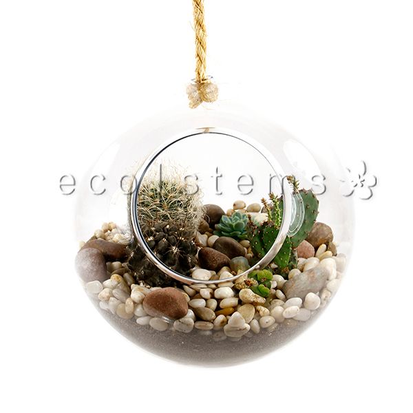 Hanging Globe Desert Glass Terrarium Toronto Ontario Delivery