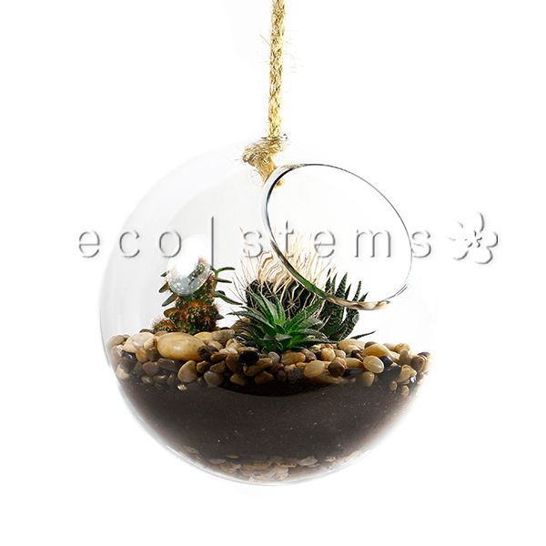 Hanging Globe Desert Glass Terrarium Toronto Ontario Delivery