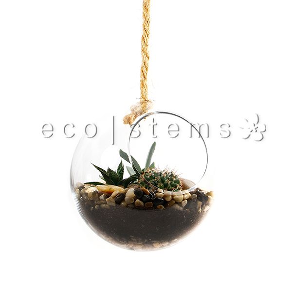 Hanging Globe Desert Glass Terrarium Toronto Ontario Delivery