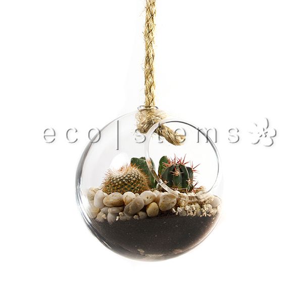 Hanging Globe Desert Glass Terrarium Toronto Ontario Delivery