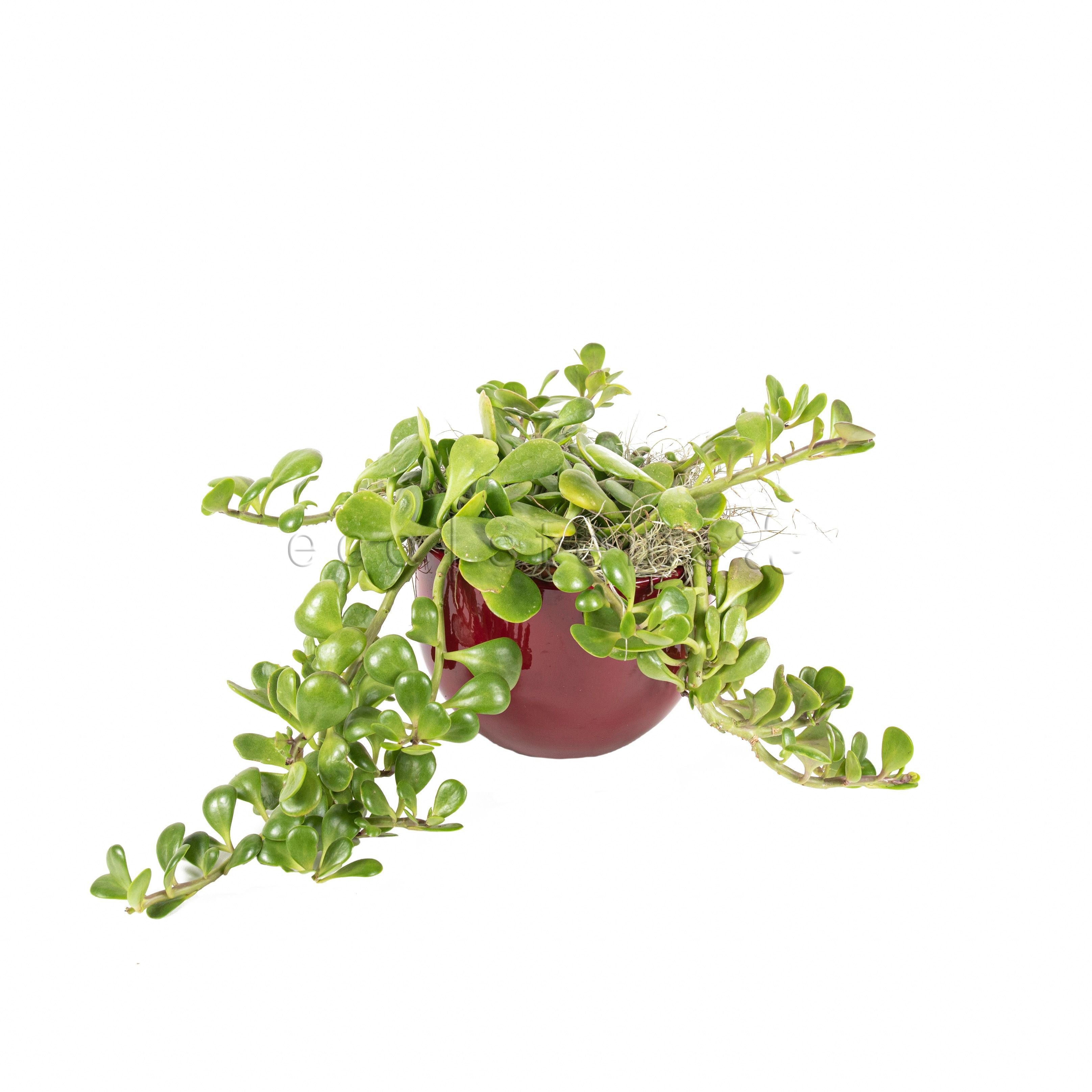 Trailing Jade Plant Potted Toronto Ontario Delivery