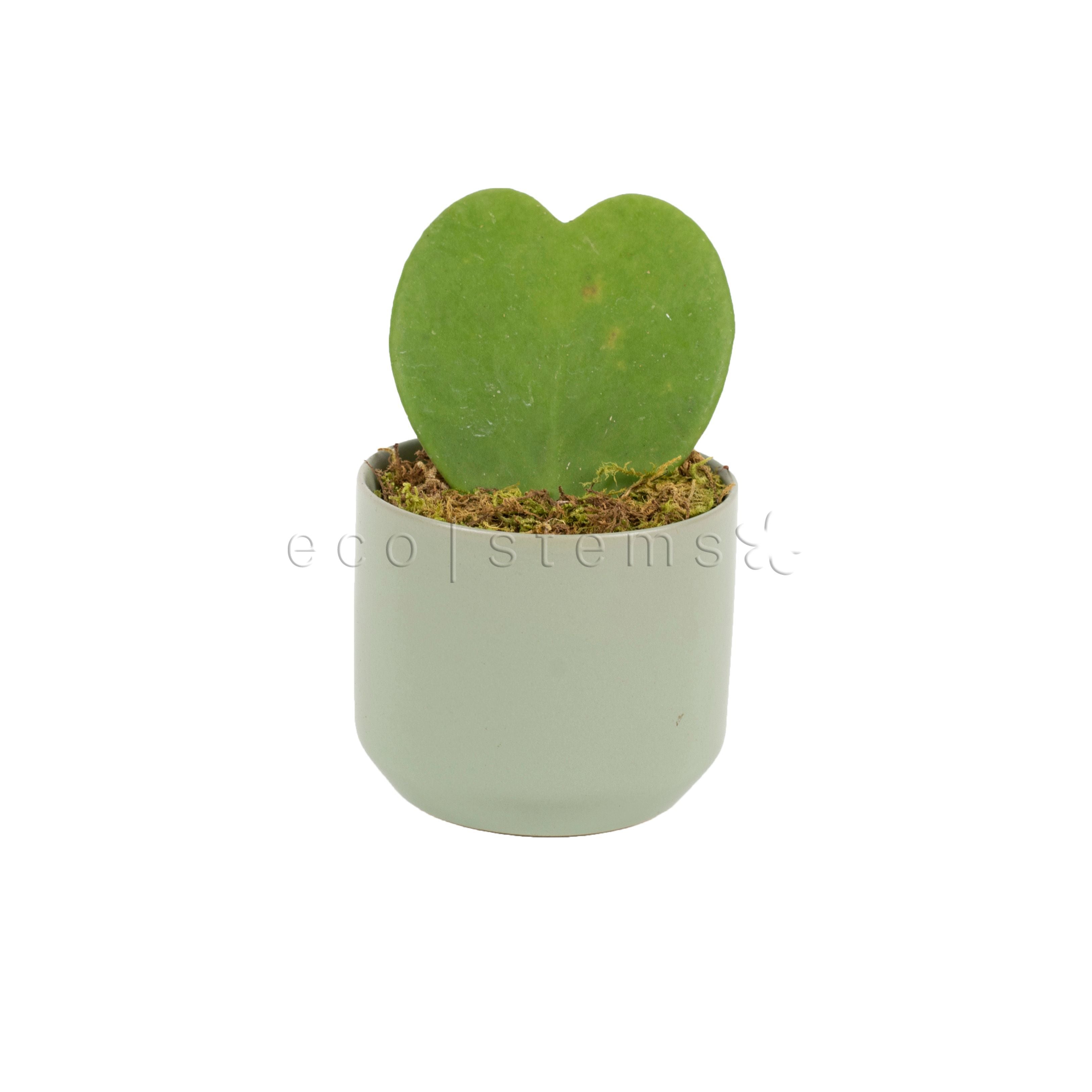 Heart Hoya Potted Indoor Plant Toronto Ontario Delivery
