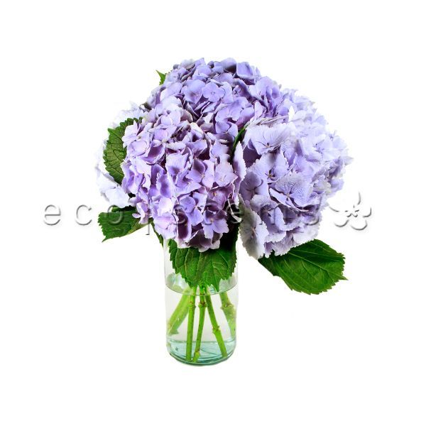 Hydrangea Fresh Flowers Arrangement Toronto Ontario Delivery