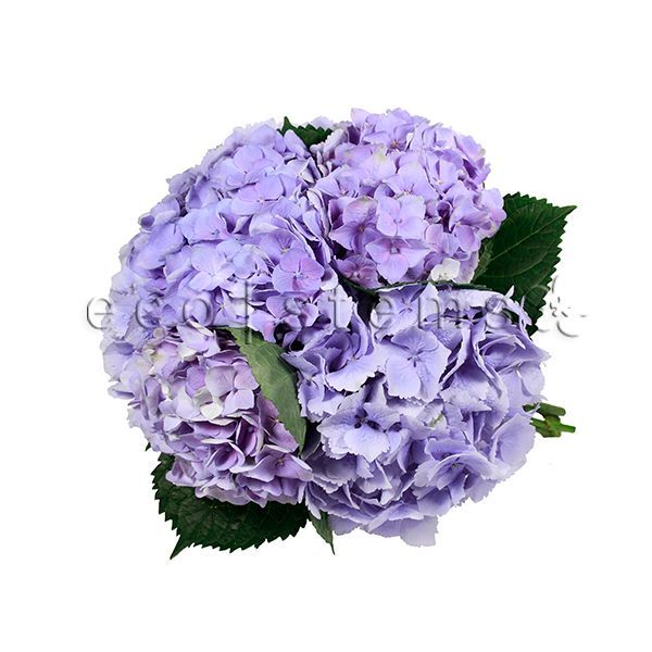 Hydrangea Fresh Flowers -Bouquets & Vase Arrangements