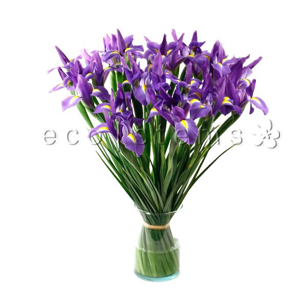 Iris Fresh Flowers Arrangement Toronto Ontario Delivery