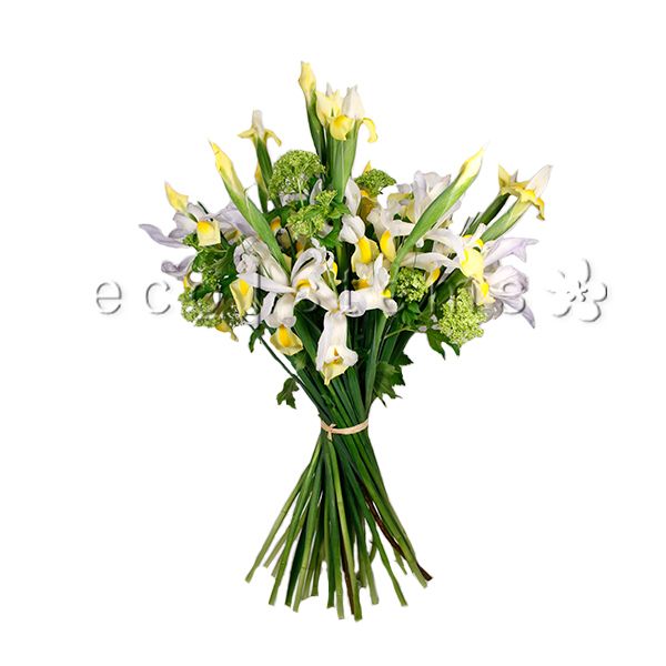 Iris Fresh Flowers -Bouquets & Vase Arrangements