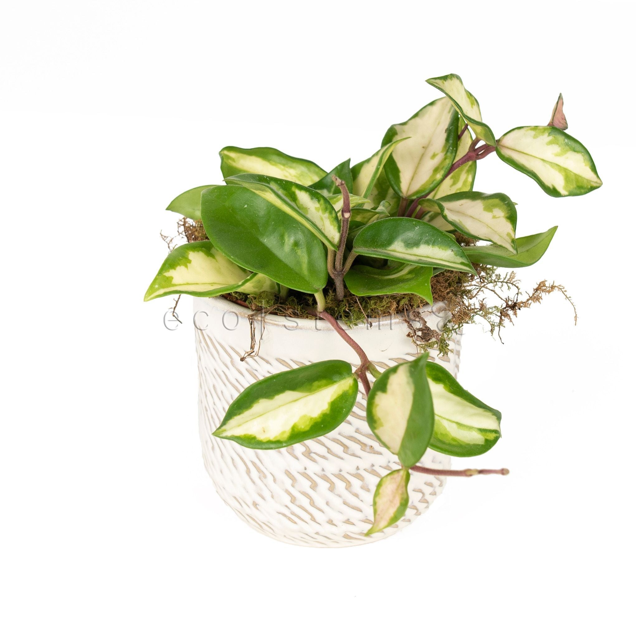 Variegated Hoya Vine Potted Indoor Plant Toronto Ontario Delivery