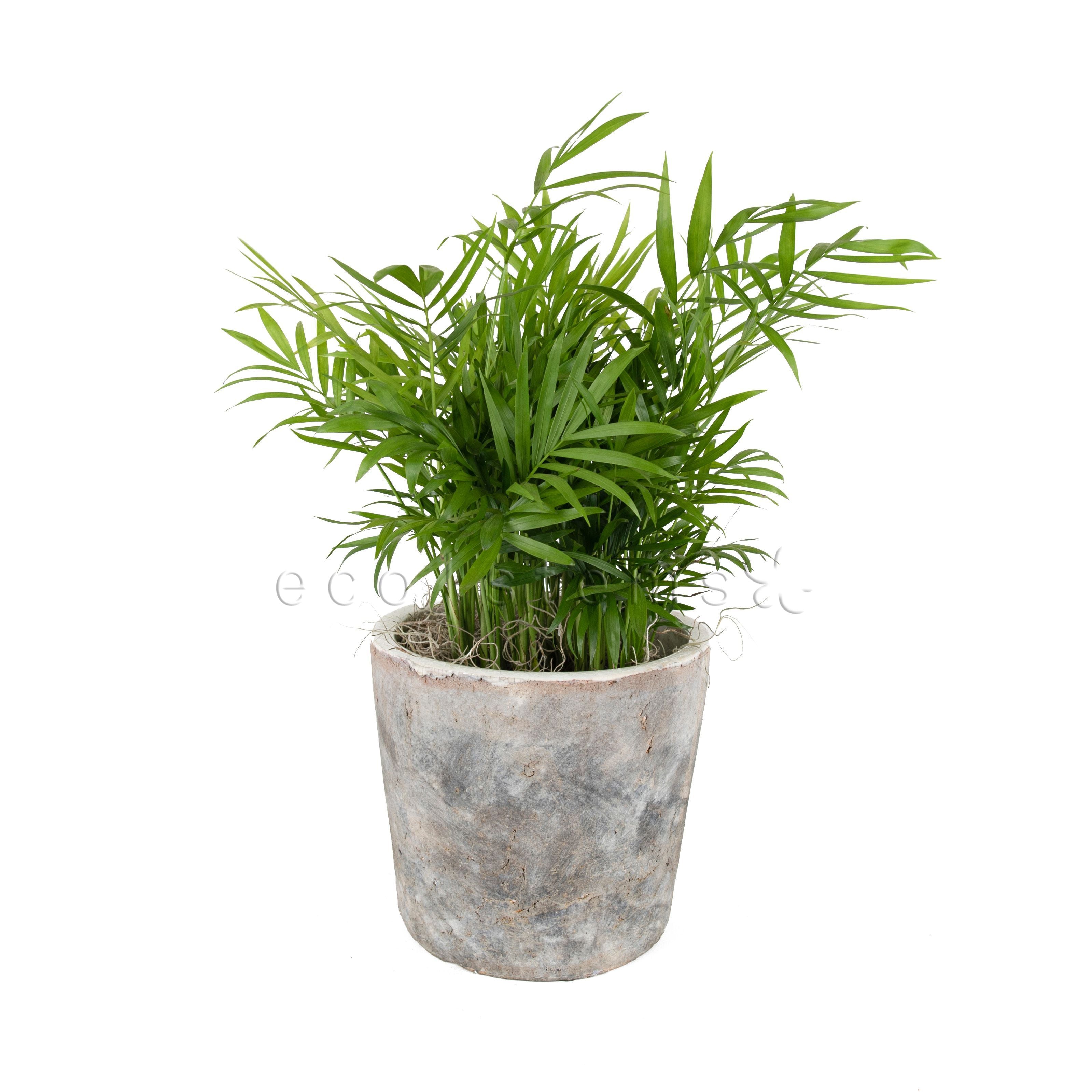 Parlour Palm Potted Indoor Plant Toronto Ontario Delivery