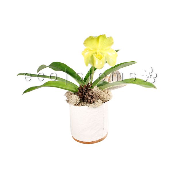Lady Slipper Orchid Potted Indoor Houseplant Toronto Ontario Delivery